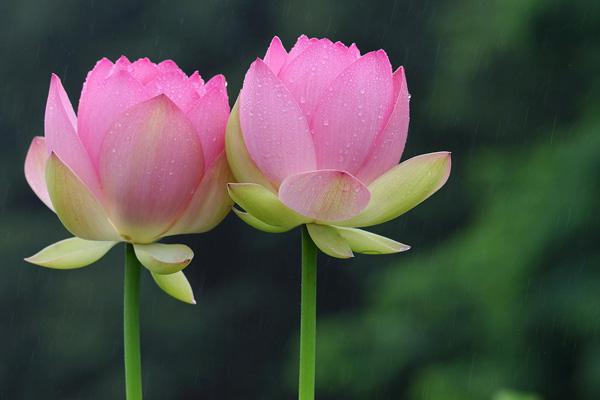 lotus flowers