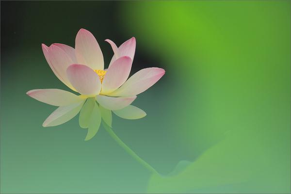 lotus flowers