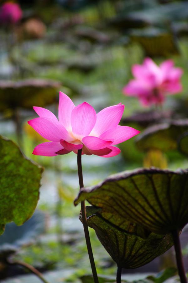 lotus flowers