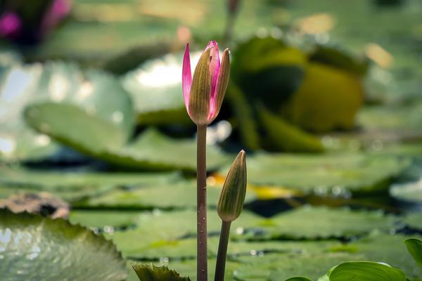 lotus flowers
