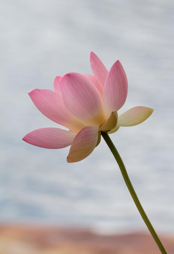 lotus flowers