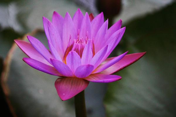 lotus flowers