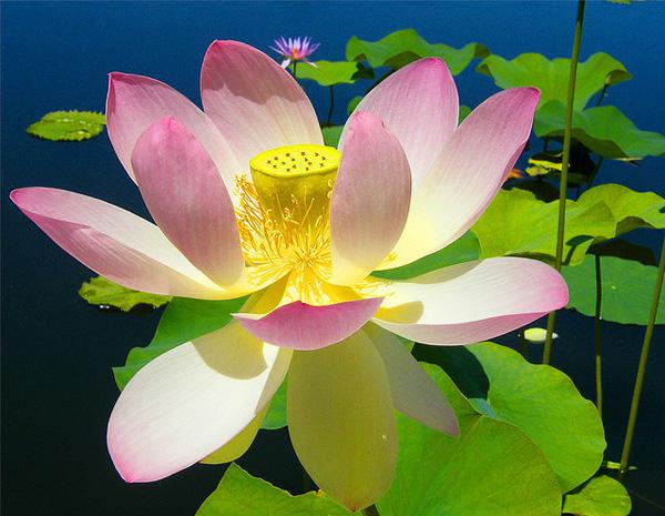 lotus flowers