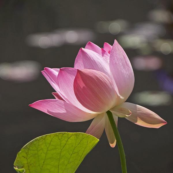 lotus flowers