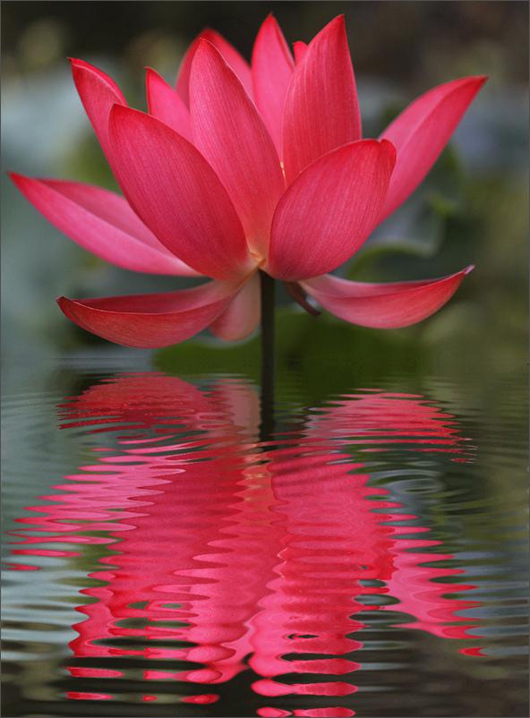 lotus flowers