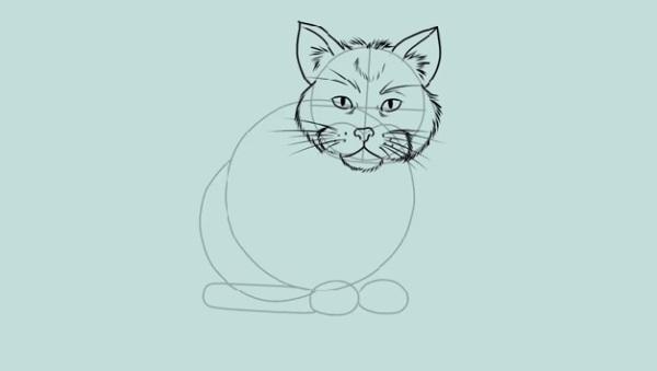 Step 5 How to draw a cat