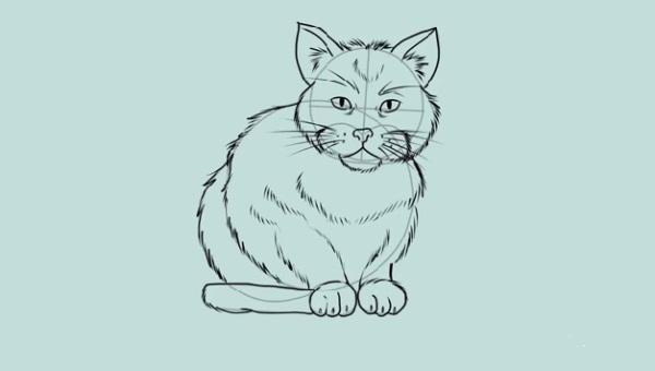 Step 7 How to draw a cat