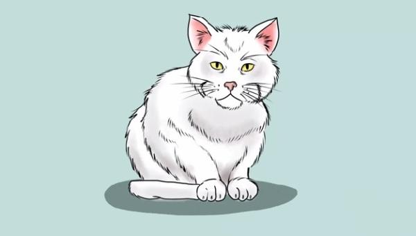 Step 9 How to draw a cat