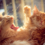 Cats Photography by Tamara Rouwendal