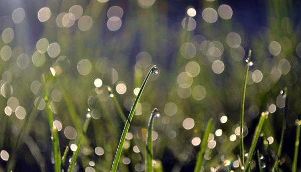dew-party-600x343.jpg