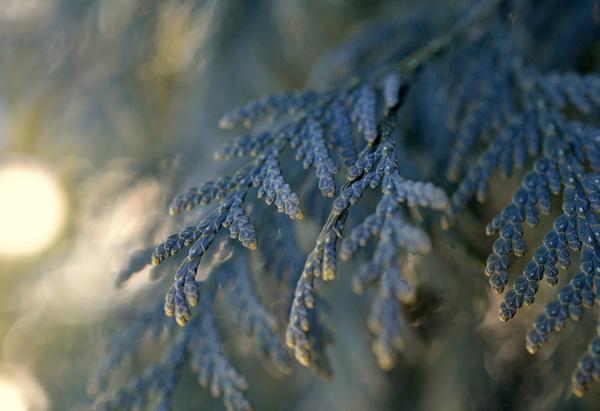 essence-600x411.jpg