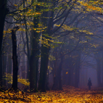 Forest Photography by Nelleke Pieters