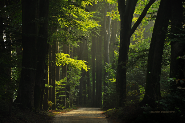 green_days_by_nelleke