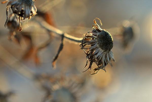 raw-600x403.jpg