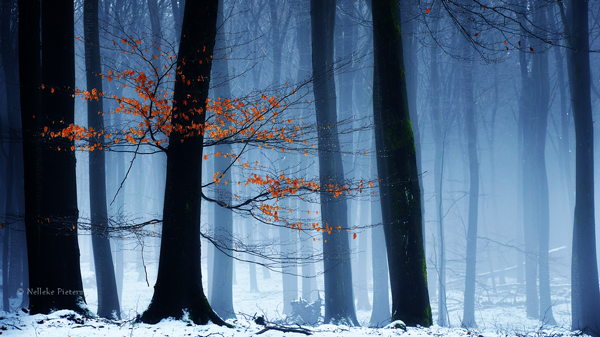 relic_of_autumn_by_nelleke