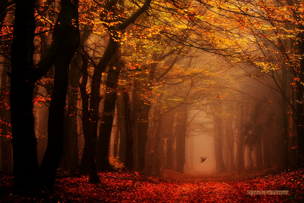 small_angels_by_nelleke