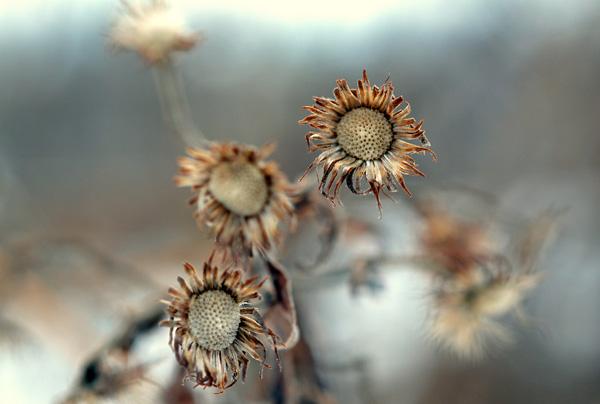 winter-blues-600x404.jpg