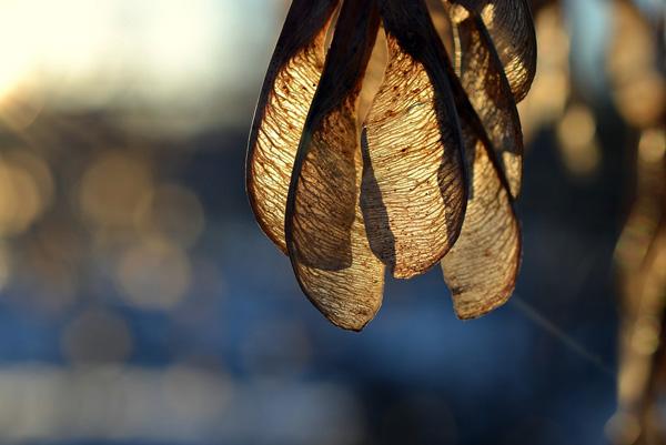 winter-sunrise-600x401.jpg
