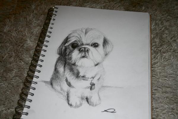 SHIH TZU A commissioned piece traditional drawing of a shih tzu.