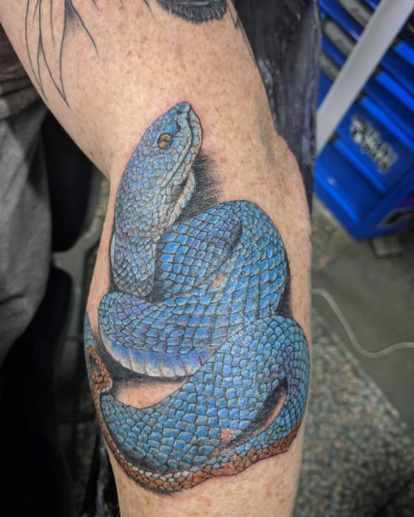 Realistic blue viper snake tattoo on forearm