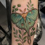 Luna moth and green fern