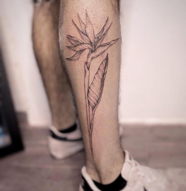 Bird of paradise line work
