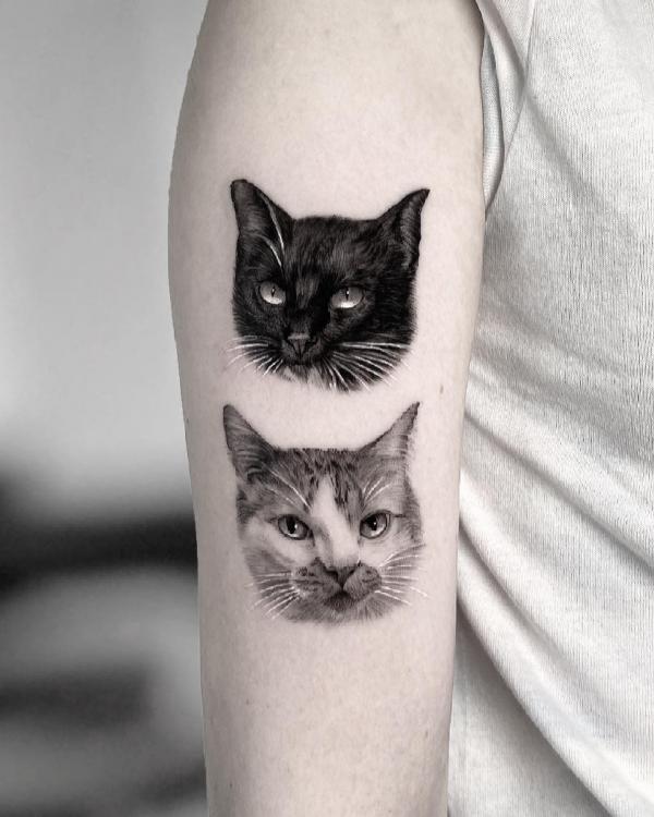 Black and grey cats faces