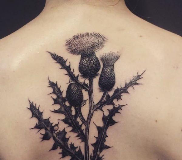 Thistle back tattoo