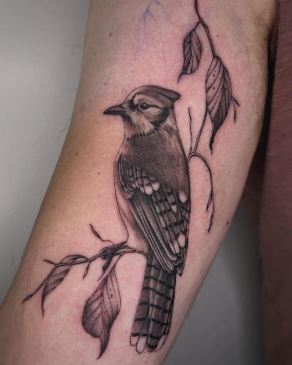 Black and grey blue jay on branch bicep tattoo