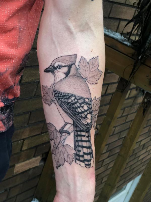 Black and grey blue jay perched on maple tree tattoo