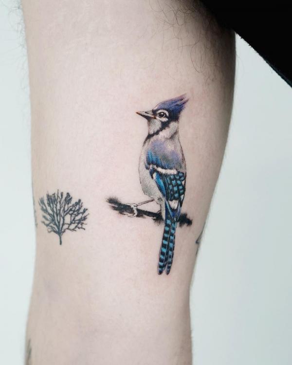Blue Jay bicep tattoo