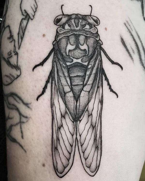 Black and white Cicada tattoo