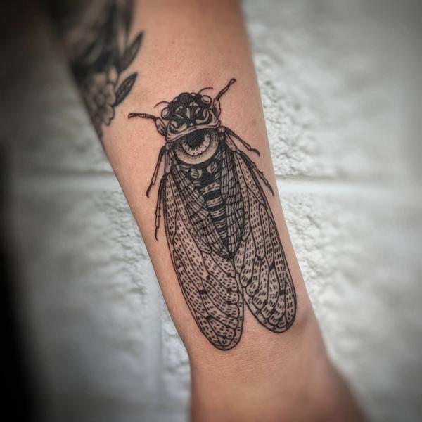 Cicada sketch tattoo