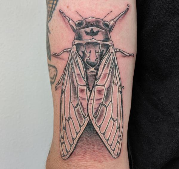 Cicada tattoo on outer forearm