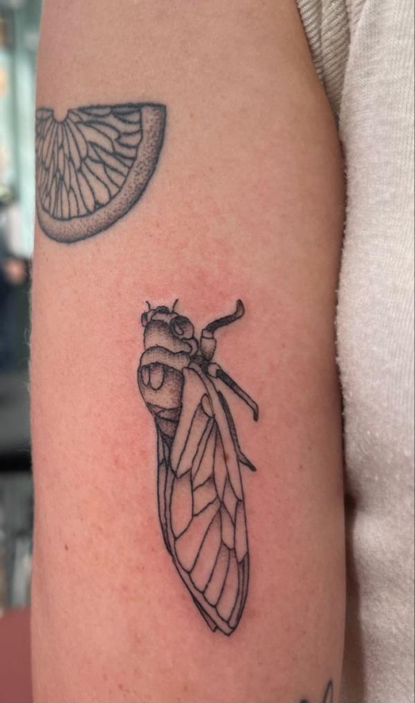 Cicada upper arm tattoo